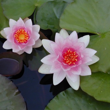 Nymphaea Fabiola Rosa