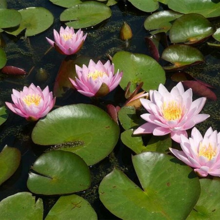 Nymphaea Fabiola Rosa Nymphaea Fabiola Rosa