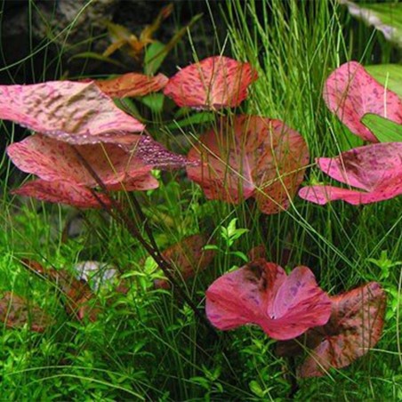 Nymphaea Lotus (Zenkeri)