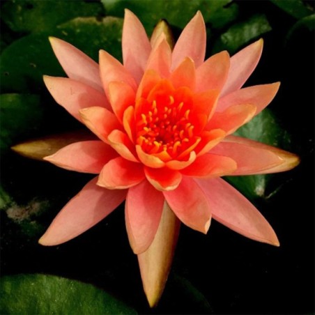 Nymphaea Sioux Red-Orange Nymphaea Sioux Red-Orange
