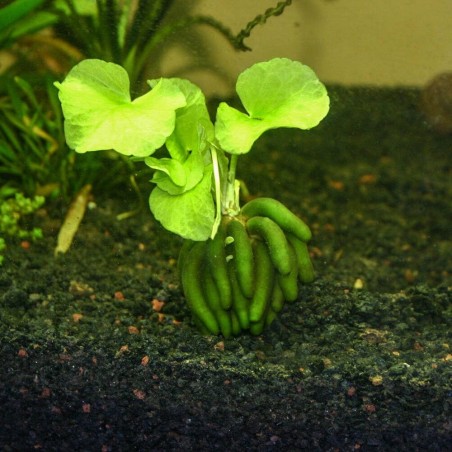 Nymphoides Aquatica