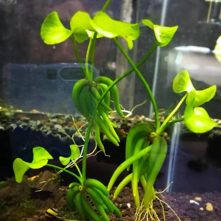 Nymphoides Aquatica
