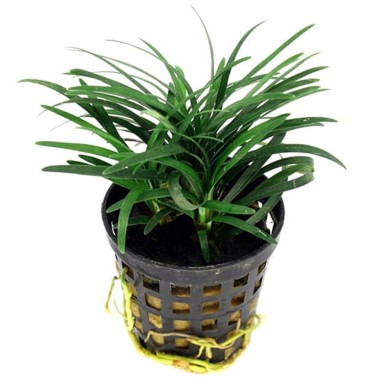 Ophiopogon kyoto