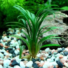 Ophiopogon kyoto 2