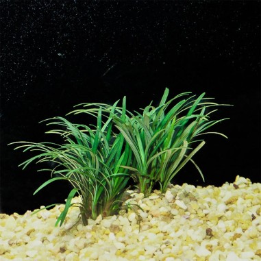 Ophiopogon kyoto