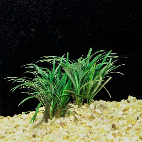 Ophiopogon kyoto
