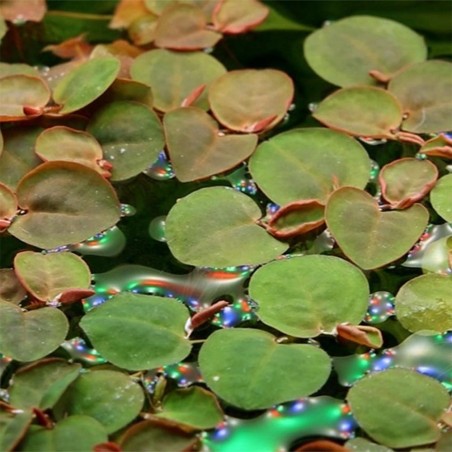 Phyllanthus Fluitans
