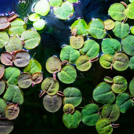 Phyllanthus Fluitans