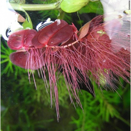 Phyllanthus Fluitans