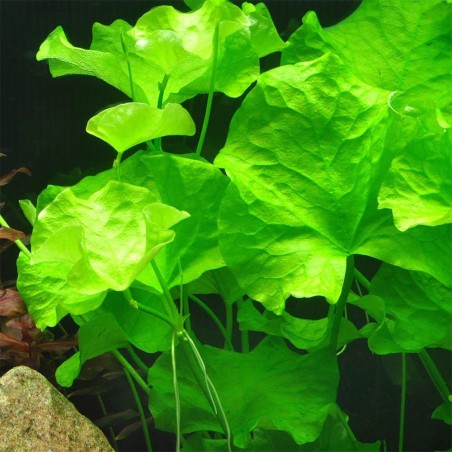 Nymphoides Taiwan (Flipper)