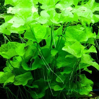 Nymphoides Taiwan (Flipper)