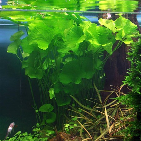 Nymphoides Taiwan (Flipper)
