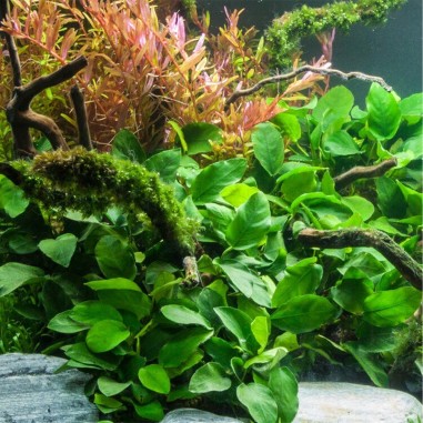 Offerta Assortimento Anubias Mix - Set di 3 piante della specie Anubias