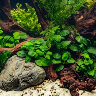 Offerta Assortimento Anubias Mix - Set di 3 piante della specie Anubias