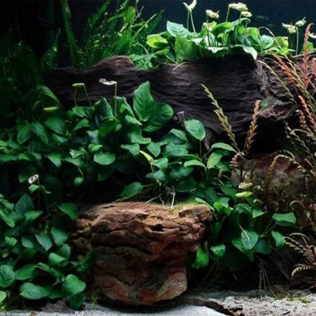 Offerta Assortimento Anubias Mix - Set di 3 piante della specie Anubias