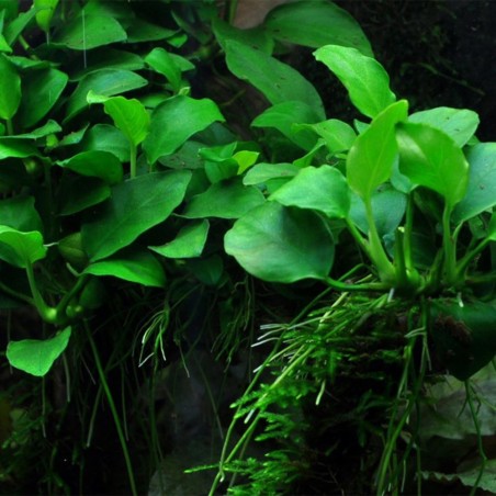 Offerta Assortimento Anubias Mix - Set di 3 piante della specie Anubias