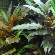 Offerta Assortimento Cryptocoryne Mix - Set di 3 piante della specie Cryptocoryne 2
