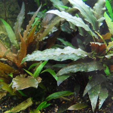 Offerta Assortimento Cryptocoryne Mix - Set di 3 piante della specie Cryptocoryne