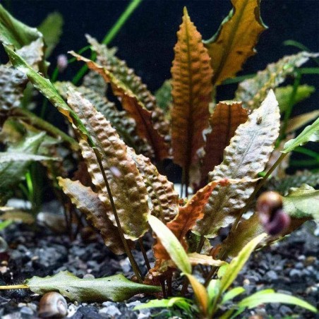 Offerta Assortimento Cryptocoryne Mix - Set di 3 piante della specie Cryptocoryne