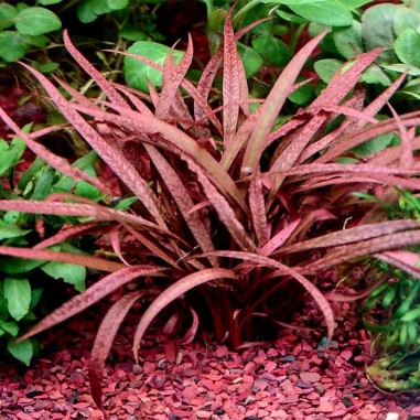 Offerta Assortimento Cryptocoryne Mix - Set di 3 piante della specie Cryptocoryne