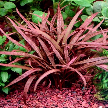 Offerta Assortimento Cryptocoryne Mix - Set di 3 piante della specie Cryptocoryne