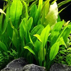 Offerta Assortimento Echinodorus Mix - Set di 3 piante della specie Echinodorus 2