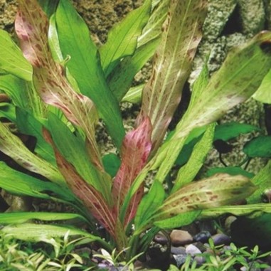 Offerta Assortimento Echinodorus Mix - Set di 3 piante della specie Echinodorus