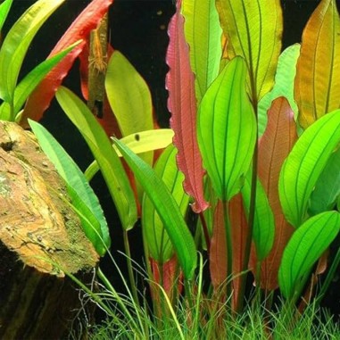 Offerta Assortimento Echinodorus Mix - Set di 3 piante della specie Echinodorus