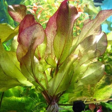 Offerta Assortimento Echinodorus Mix - Set di 3 piante della specie Echinodorus