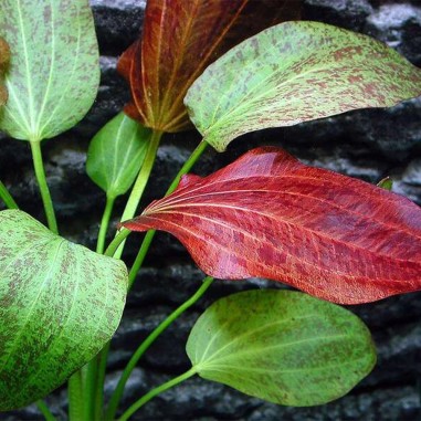 Offerta Assortimento Echinodorus Mix - Set di 3 piante della specie Echinodorus