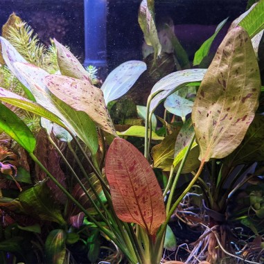 Offerta Assortimento Echinodorus Mix - Set di 3 piante della specie Echinodorus
