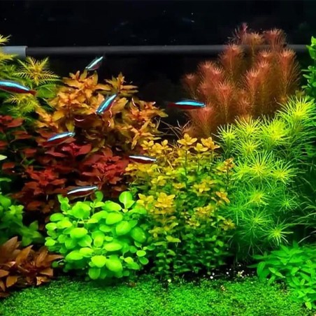 Offerta Assortimento Piante Miste 5+1 in Omaggio