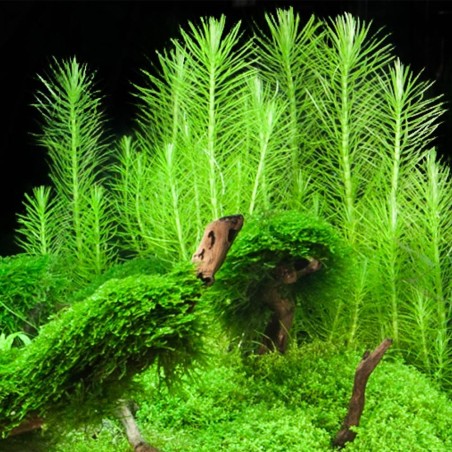 Pogostemon Erectus