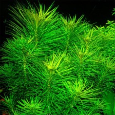 Pogostemon Erectus in Vitro 2