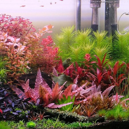 Pogostemon Erectus in Vitro