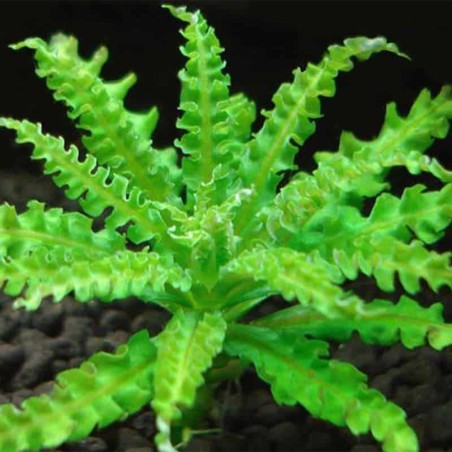 Pogostemon Helferi