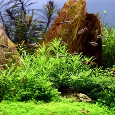 Pogostemon Helferi