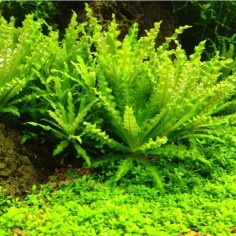 Pogostemon Helferi 2