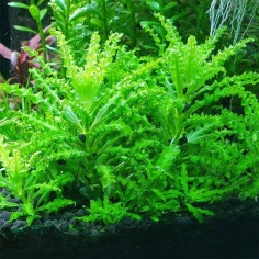 Pogostemon Helferi in Vitro 2