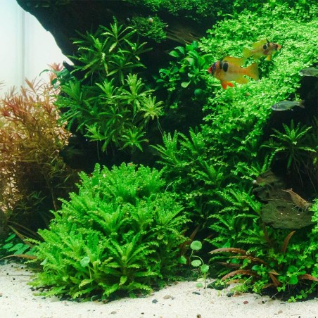 Pogostemon Helferi in Vitro