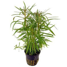Pogostemon Stellatus (Eusteralis Stellata)