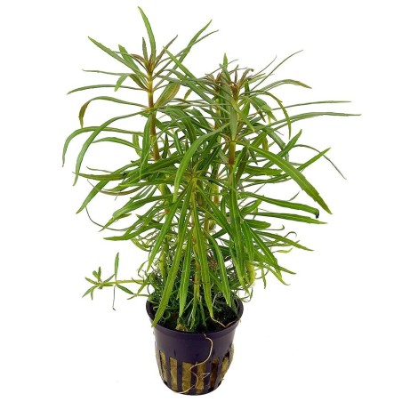 Pogostemon Stellatus (Eusteralis Stellata)
