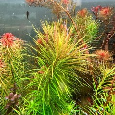Pogostemon Stellatus (Eusteralis Stellata) 2