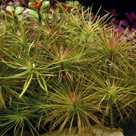 Pogostemon Stellatus (Eusteralis Stellata)