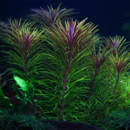 Pogostemon Stellatus (Eusteralis Stellata)