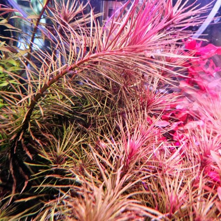 Pogostemon Stellatus (Eusteralis Stellata)