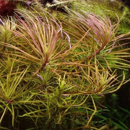 Pogostemon Stellatus (Eusteralis Stellata)