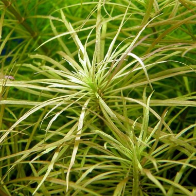 Pogostemon Stellatus (Eusteralis Stellata)