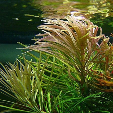 Pogostemon Stellatus (Eusteralis Stellata)