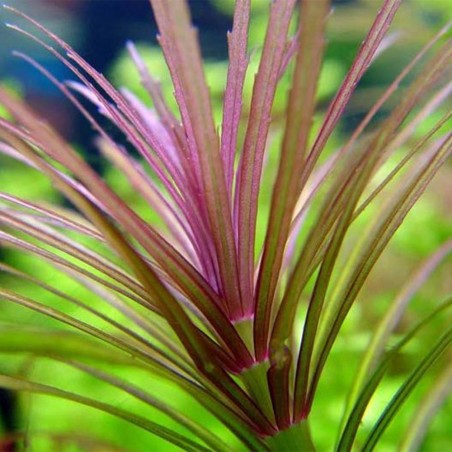 Pogostemon Stellatus (Eusteralis Stellata)